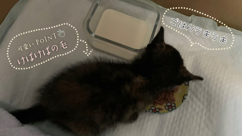 保護猫が家で初めてのご飯を食べている写真。