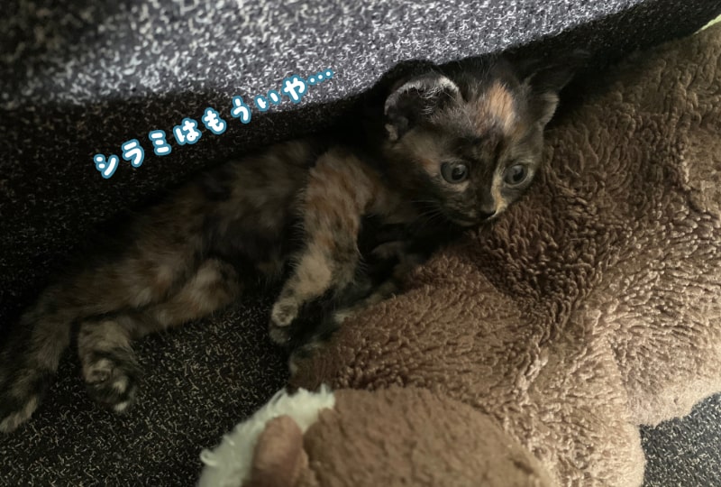 カワウソのぬいぐるみにもたれかかるサビ猫