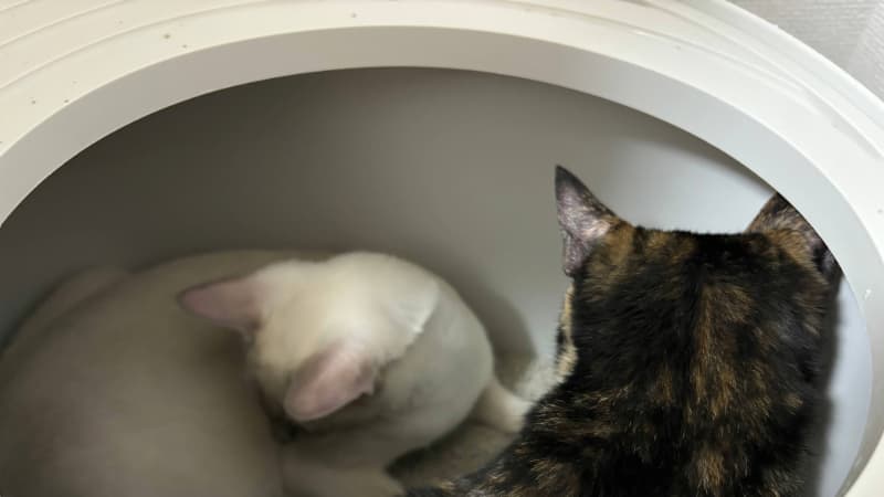 猫トイレに猫が2匹入ってしまっている画像