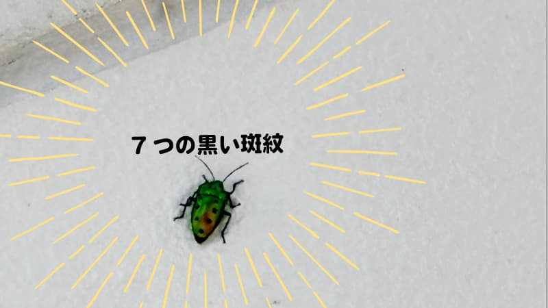 ナナホシキンカメムシの画像