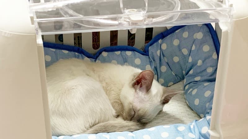 ペットキャリーの中で寝る白いねこ