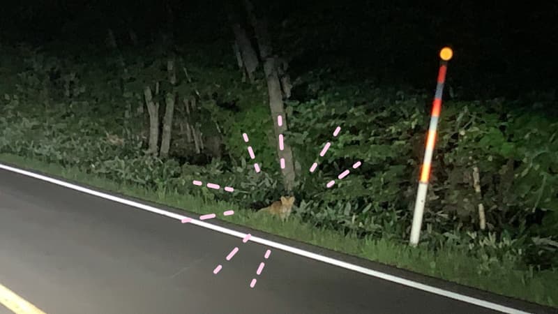 路肩に座るキツネ
