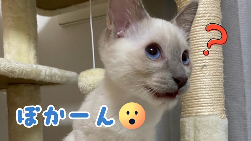 フレーメン反応をしているヌテラくん