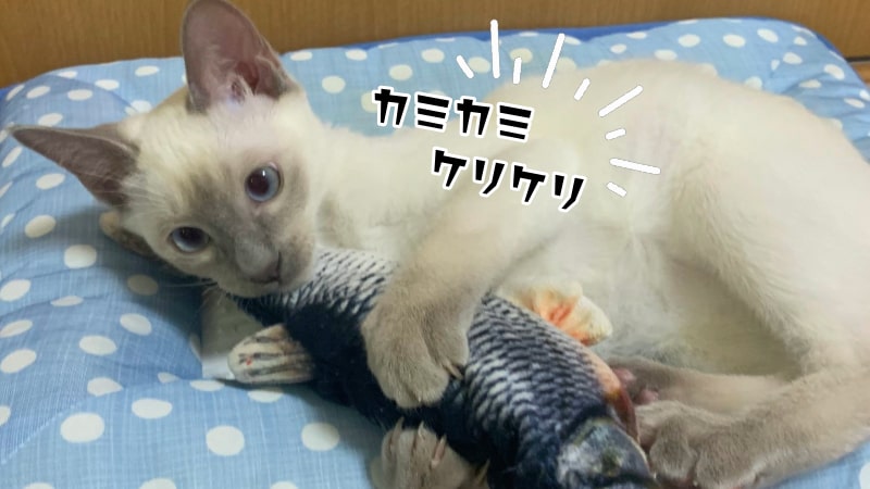 おもちゃで遊ぶ猫