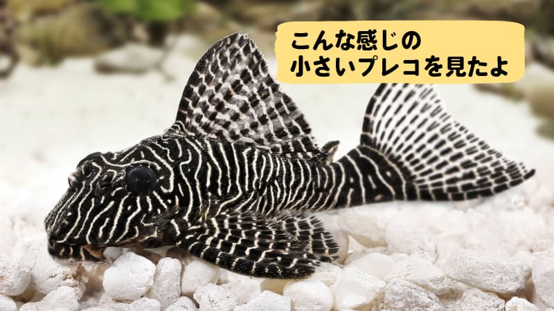 黒い柄のプレコ