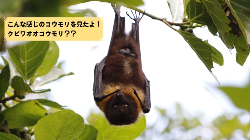 コウモリが木にぶら下がっている画像