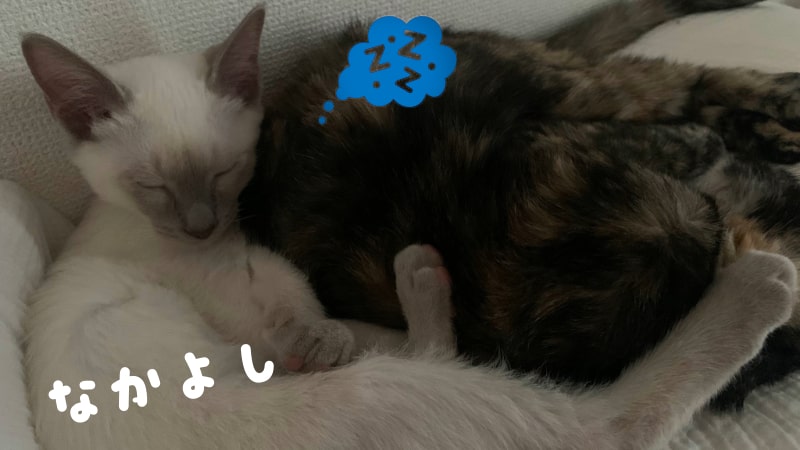 仲良く寝るねこ