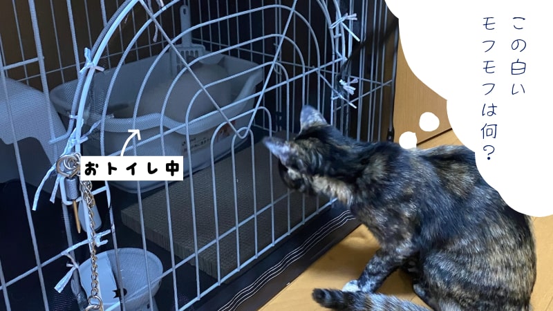 ケージを見つめるガビ
