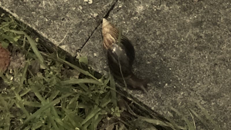 アフリカマイマイが街中の草むらにいる写真