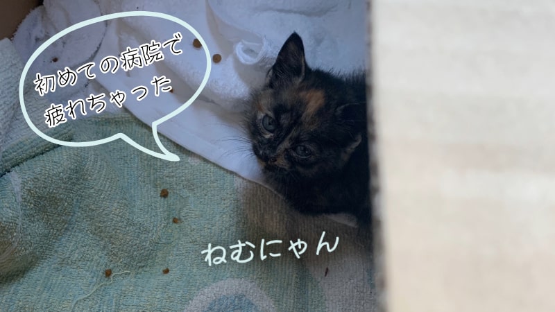 ダンボールの中で疲れた保護猫