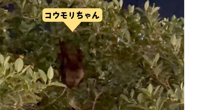 木にぶら下がるコウモリ