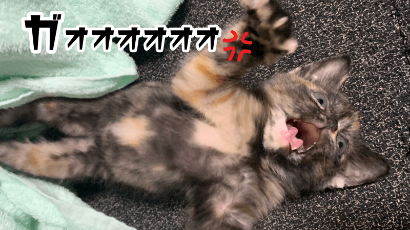 怒るサビ柄の子猫