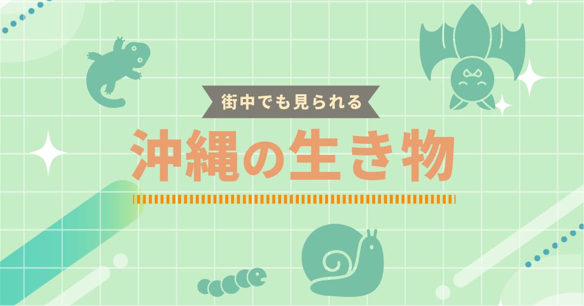 街中でも見られる沖縄の生き物のアイキャッチ。淡い緑の背景にコウモリ、ヤモリ、カタツムリ、芋虫のイラスト。