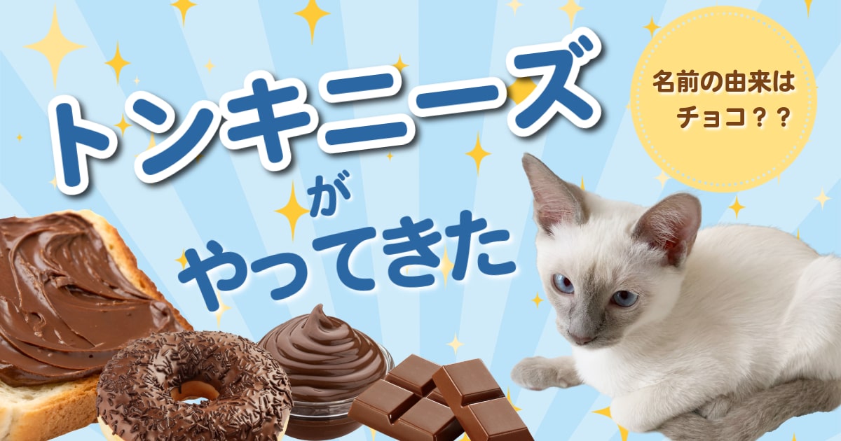 トンキニーズとチョコレートのお菓子が並んでいるアイキャッチ画像