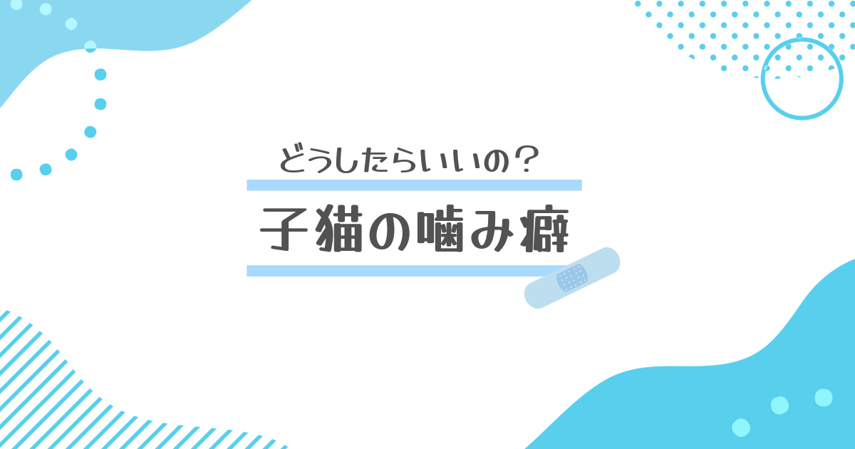 猫の噛み癖のアイキャッチ。水色のポップな背景